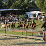 andere Pferderassen 4