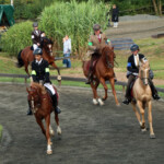 andere Pferderassen 5