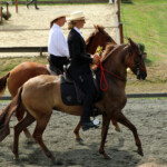 andere Pferderassen 6